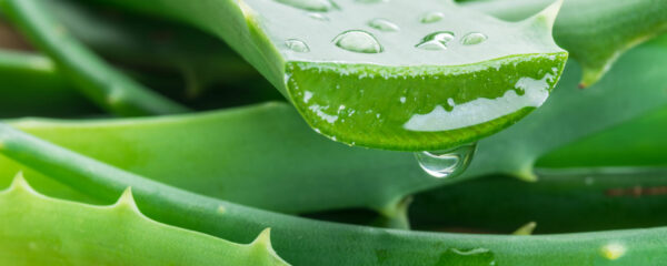 aloe vera