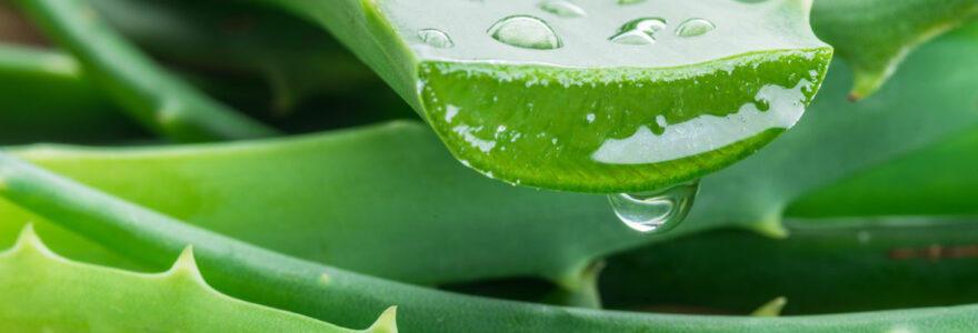 aloe vera